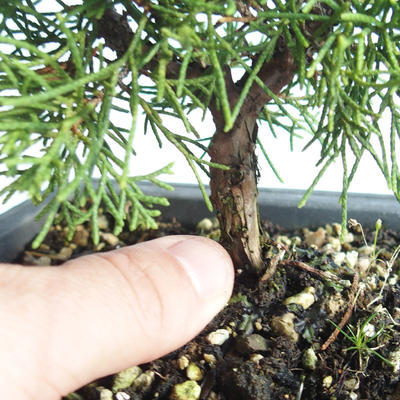 Bonsai im Freien - Juniperus chinensis Itoigava-chinesischer Wacholder VB2019-26893 - 3