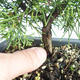 Bonsai im Freien - Juniperus chinensis Itoigava-chinesischer Wacholder VB2019-26893 - 3/3