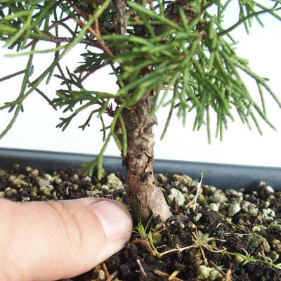 Bonsai im Freien - Juniperus chinensis Itoigava-chinesischer Wacholder VB2019-26898 - 3