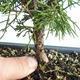 Bonsai im Freien - Juniperus chinensis Itoigava-chinesischer Wacholder VB2019-26898 - 3/3