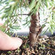 Bonsai im Freien - Juniperus chinensis Itoigava-chinesischer Wacholder VB2019-26899 - 3/3