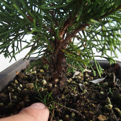 Bonsai im Freien - Juniperus chinensis Itoigava-chinesischer Wacholder VB2019-26905 - 3