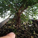 Bonsai im Freien - Juniperus chinensis Itoigava-chinesischer Wacholder VB2019-26905 - 3/3