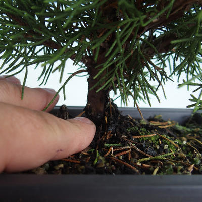 Bonsai im Freien - Juniperus chinensis Itoigava-chinesischer Wacholder VB2019-26913 - 3