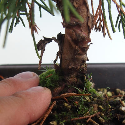 Bonsai im Freien - Juniperus chinensis Itoigava-chinesischer Wacholder VB2019-26914 - 3