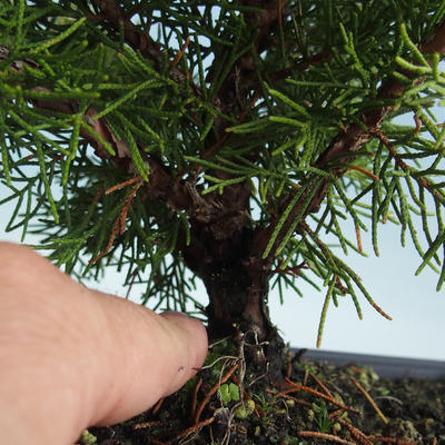 Bonsai im Freien - Juniperus chinensis Itoigava-chinesischer Wacholder VB2019-26918 - 3