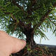 Bonsai im Freien - Juniperus chinensis Itoigava-chinesischer Wacholder VB2019-26918 - 3/3