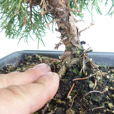 Bonsai im Freien - Juniperus chinensis Itoigava-chinesischer Wacholder VB2019-26923 - 3
