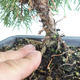 Bonsai im Freien - Juniperus chinensis Itoigava-chinesischer Wacholder VB2019-26923 - 3/3