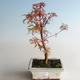 Outdoor bonsai - Acer palmatum Butterfly VB2020-697 - 3/3