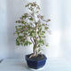 Zimmer Bonsai - Australische Kirsche - Eugenia uniflora - 3/5