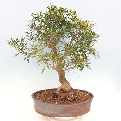 Zimmerbonsai - Ficus nerifolia - kleinblättriger Ficus - 3