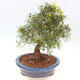 Zimmerbonsai - Ficus nerifolia - kleinblättriger Ficus - 3/6