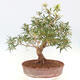 Zimmerbonsai - Ficus nerifolia - kleinblättriger Ficus - 3/5