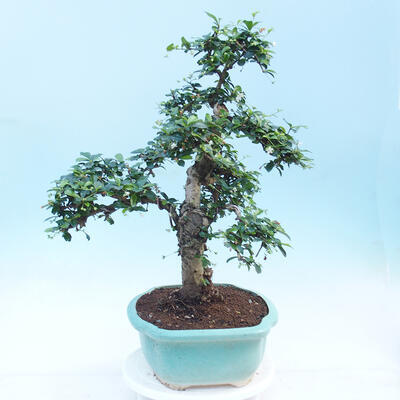 Zimmerbonsai - Carmona macrophylla - Fuki-Tee - 3