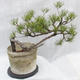 Outdoor-Bonsai Wald -Borovice - Pinus sylvestris - 3/7