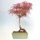 Bonsai im Freien - Acer palmatum RED PYGMY - 3/5