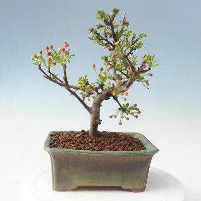 Bonsai im Freien - Malus sargentii - Apfelbaum mit kleinen Früchten - 3