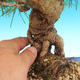 Pinus thunbergii - Kiefer thunbergova - 3/3