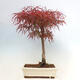 Bonsai im Freien - Acer palmatum RED PYGMY - 3/5