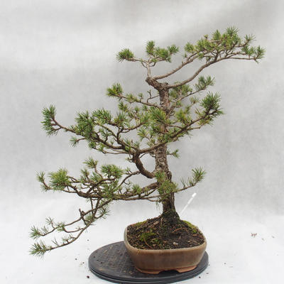 Outdoor-Bonsai Wald -Borovice - Pinus sylvestris - 3