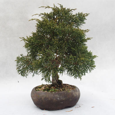 Outdoor-Bonsai - Chinesische Wacholder - Juniperus chinensis - 3