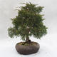 Outdoor-Bonsai - Chinesische Wacholder - Juniperus chinensis - 3/6