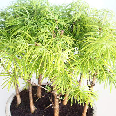 Outdoor Bonsai-GLOSSY - Metasequoia glyptostroboides - Chinesische Metasequoia VB2020-823 - 3