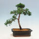 Bonsai im Freien - Juniperus chinensis Kishu-Chinesischer Wacholder - 3/4