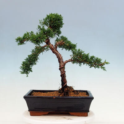 Bonsai im Freien - Juniperus chinensis Kishu-Chinesischer Wacholder - 3