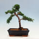 Bonsai im Freien - Juniperus chinensis Kishu-Chinesischer Wacholder - 3/4
