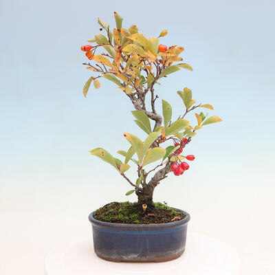 Bonsai im Freien - Pourthiaea villosa - Haariger Blitz - 3