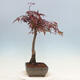 Bonsai im Freien - Acer palmatum Atropurpureum - Roter Palmahorn - 3/4