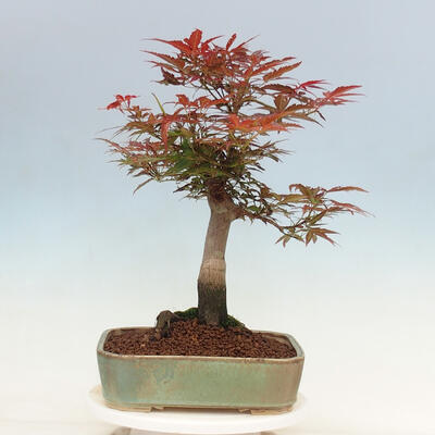 Bonsai im Freien - Acer palmatum Atropurpureum - Roter Palmahorn - 3