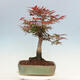 Bonsai im Freien - Acer palmatum Atropurpureum - Roter Palmahorn - 3/5
