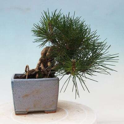 Bonsai im Freien - Pinus thunbergii - Thunbergia-Kiefer - 3