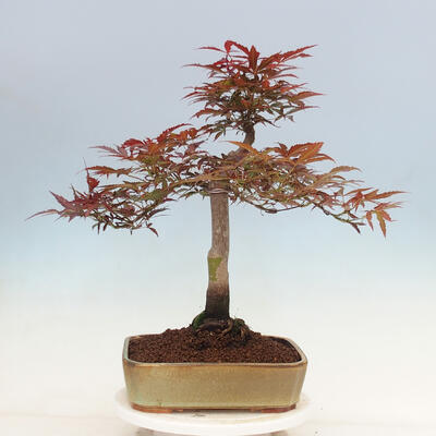 Bonsai im Freien - Acer palmatum Atropurpureum - Roter Palmahorn - 3