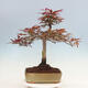 Bonsai im Freien - Acer palmatum Atropurpureum - Roter Palmahorn - 3/5