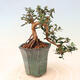 Indoor-Bonsai - Olea europaea sylvestris - Europäisches kleinblättriges Olivenöl - 3/5