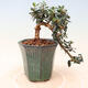 Indoor-Bonsai - Olea europaea sylvestris - Europäisches kleinblättriges Olivenöl - 3/5