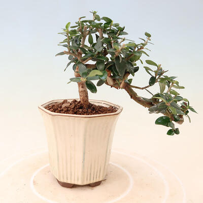 Indoor-Bonsai - Olea europaea sylvestris - Europäisches kleinblättriges Olivenöl - 3