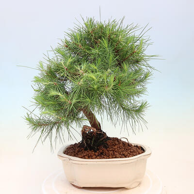 Zimmerbonsai-Pinus halepensis-Aleppo-Kiefer - 3