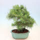 Zimmerbonsai-Pinus halepensis-Aleppo-Kiefer - 3/4