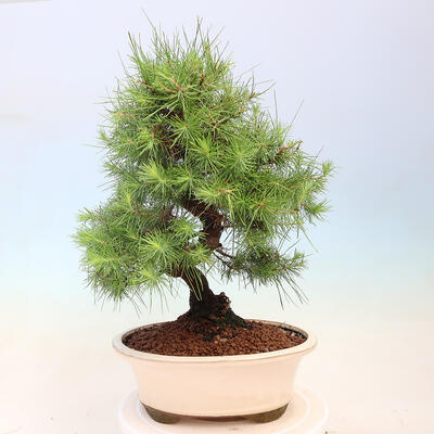 Zimmerbonsai-Pinus halepensis-Aleppo-Kiefer - 3