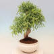 Zimmerbonsai - Ficus nerifolia - kleinblättriger Ficus - 3/4