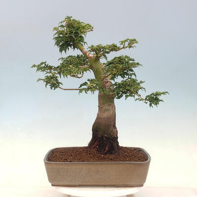 Bonsai im Freien - Acer palmatum Shishigashira - 3