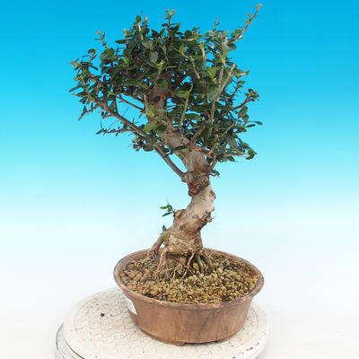 Innenbonsais - Olea europaea sylvestris - oliva europäisches kleines - 3