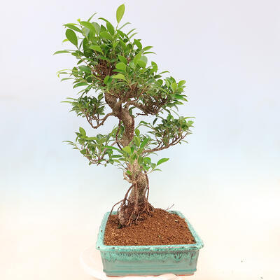 Zimmerbonsai - Ficus kimmen - kleinblättriger Ficus - 3