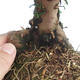 Bonsai im Freien - Taxus bacata - Rote Eibe - 3/3