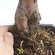 Bonsai im Freien - Taxus bacata - Rote Eibe - 3/3